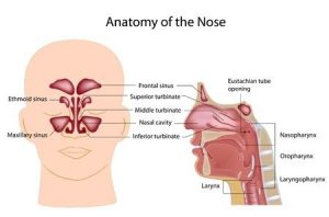 Anatomy of the nose